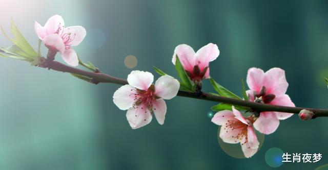 生肖|8月，爱意绵绵，无法割弃，3生肖期待良缘再续，欺骗旧情人回头