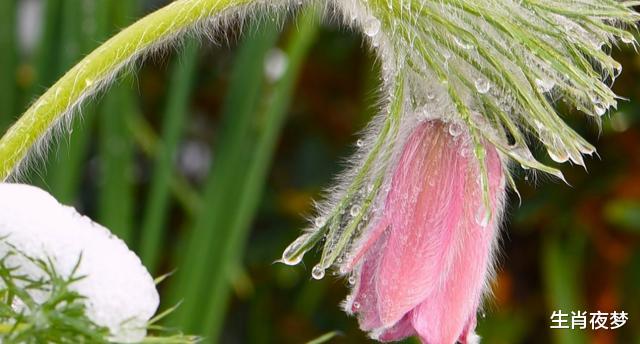 「生肖」5月初，旧爱回访，琴瑟和鸣，3生肖喜笑颜开，爱意未减，复合在即
