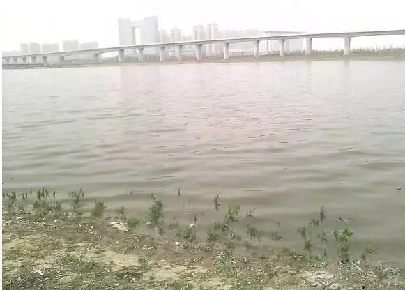 「」钓点鱼泡不断，窝子里鱼花四溅，就是没有鱼咬钩，这是什么回事