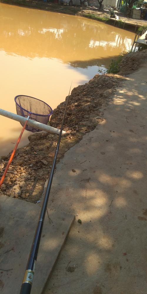 「鲫鱼」别人空军，而我爆护！用上本汀爆草竿，不管多大罗非鱼都十拿九稳