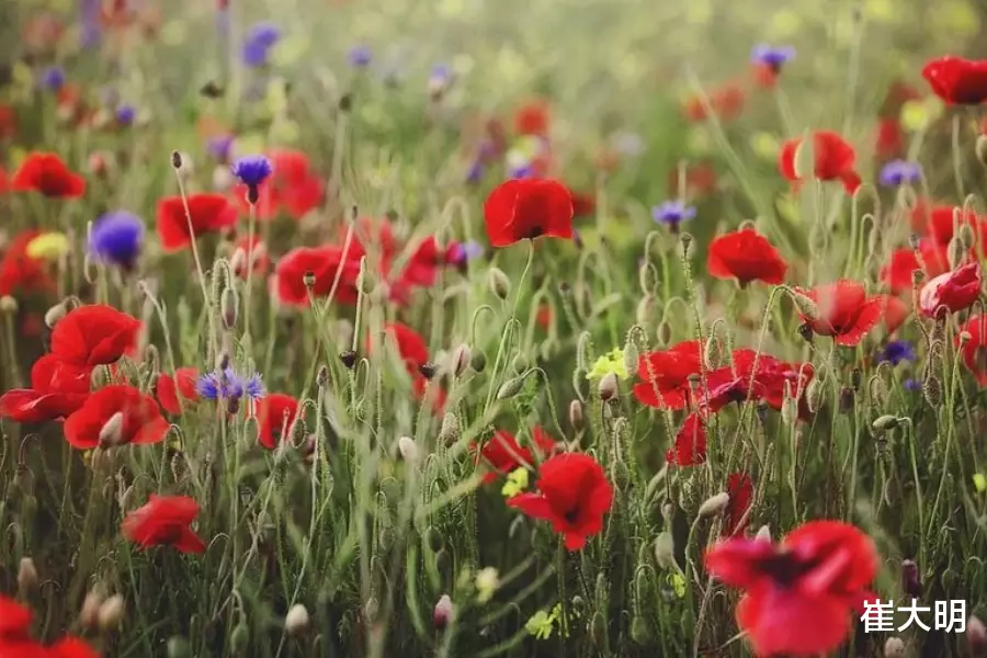 生肖|七月开始：财神进门，势如破竹，吉运当头的生肖