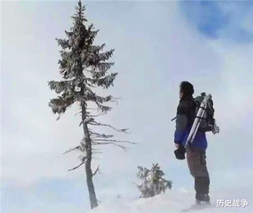 瑞典@世界最长寿的树在瑞典现世，活了9500年，仍在生长，全球仅此一棵