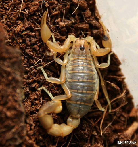 蝎子|看见了这几种蝎子，赶紧跑，剧毒无比，瞬间致命