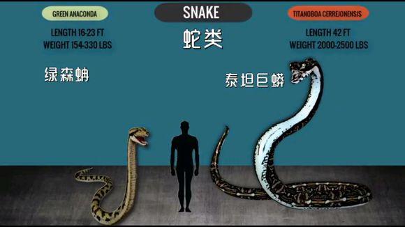 @古今各动物科最大生物对比