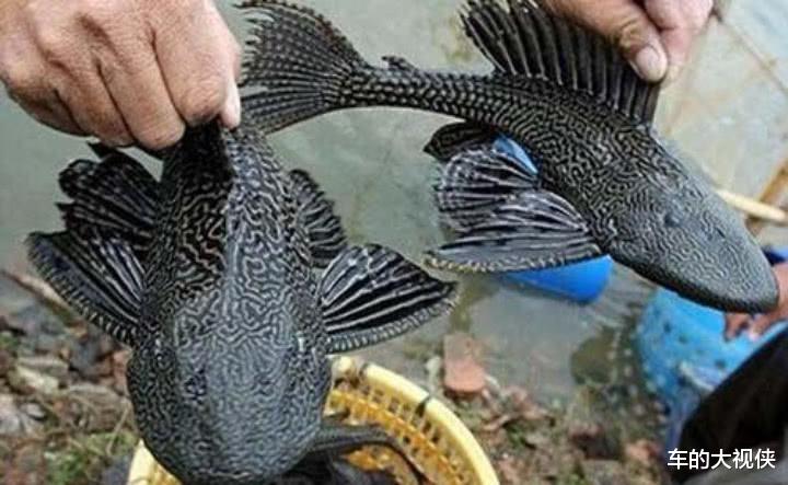 『鳄鱼』清道夫终于出现天敌了？成吨的清道夫被吃光，太厉害了