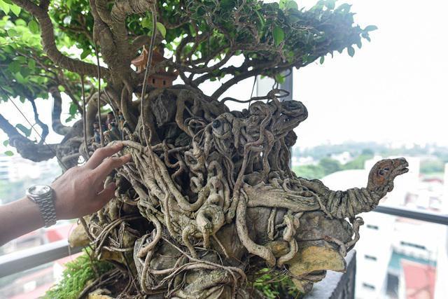 睹图|男子有棵树根像乌龟的古树盆景，有人出87万不卖称价格会更高