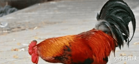 蜈蚣|五毒之一的蜈蚣为什么毒不死公鸡蜈蚣：求你查一下公鸡是什么段位