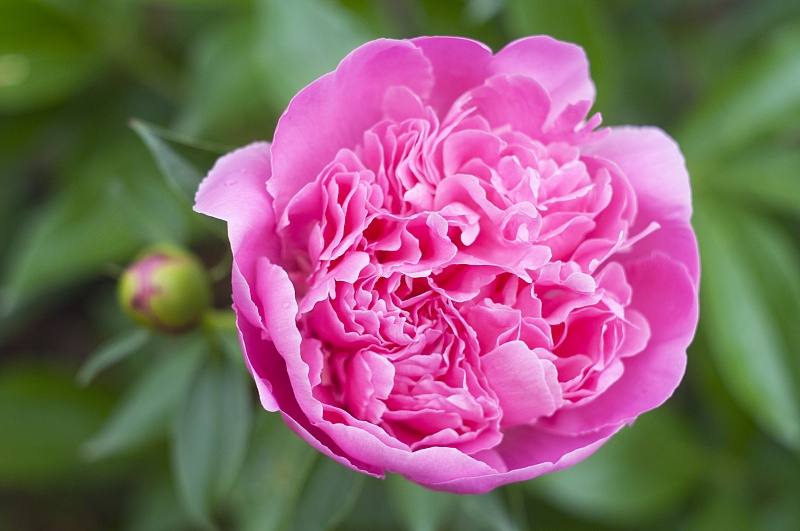 『属牛』生肖牛:一失足成千古恨,5月份有“天塌的坏消息”传来!