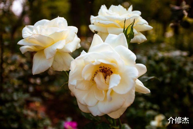 射手座|下个月，与前任再续前缘，重新追回，与对方破镜重圆的4大星座