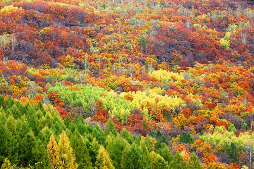 长白山|秋天的东北藏不住了，一组照片流出后，全世界都被惊艳了！