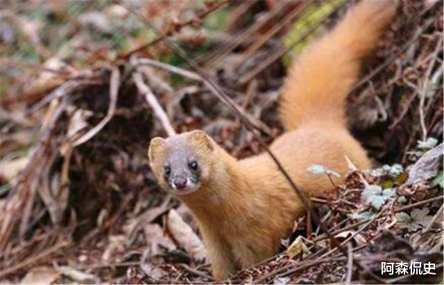 黄鼠狼|老祖宗常说黄鼠狼不可以杀，科学研究表明，原来真的不能杀