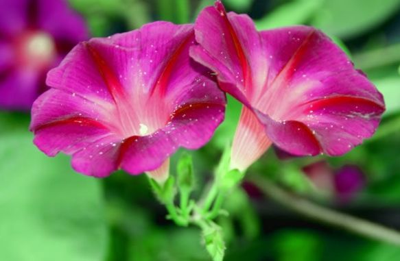 「运势」天生“少奶奶命”的三种生肖女，被丈夫宠爱，只负责享受生活