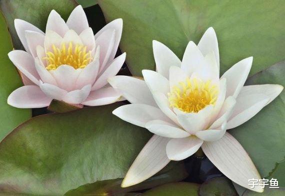 运势|9月中旬，鸿运滚滚来，4属相喜事多见，钱财多多，家庭圆满和睦