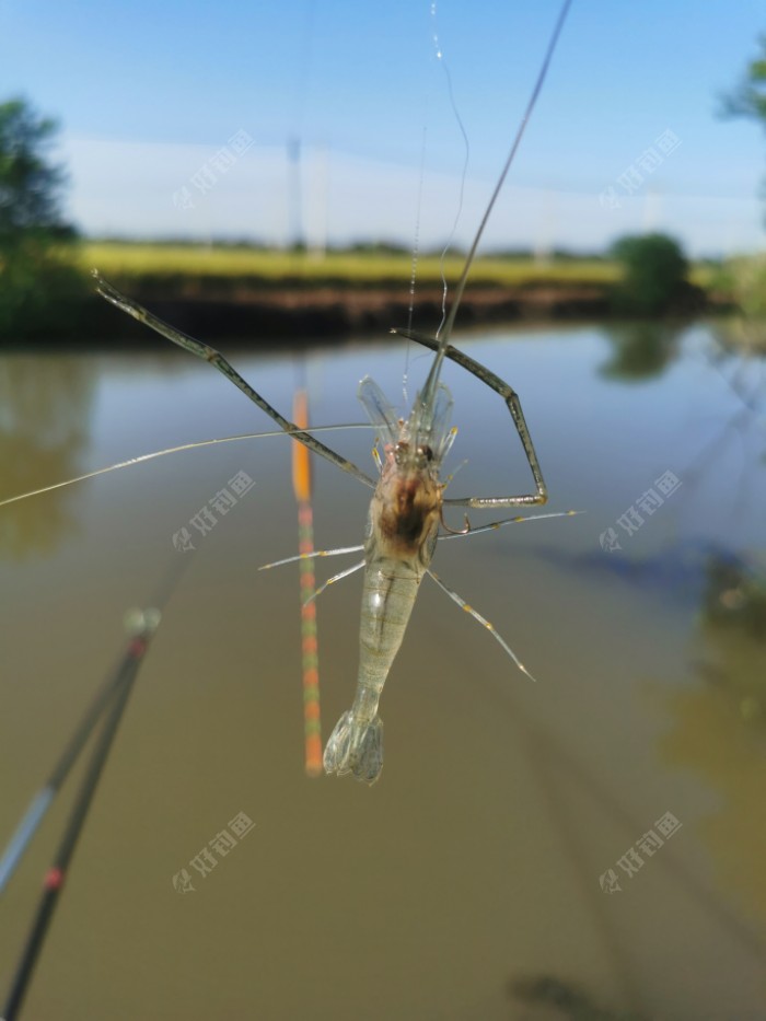 |秋意渐浓，在秋风中享受垂钓的快乐