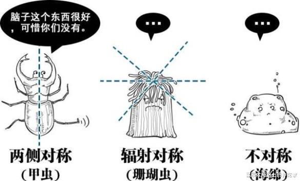 「科学家」美科学家称这种动物是全人类的祖先!这不是恶心大家么?