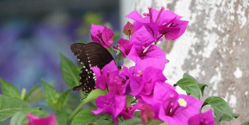 生肖|8月份中旬,财喜讯临门,正财必得,生肖旺运财运横财生肖