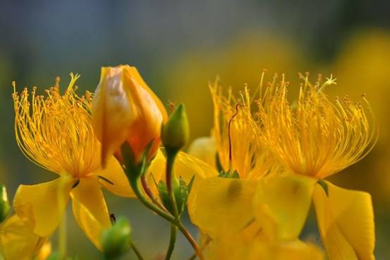生肖|未来两个月财运大放异彩的生肖，正财收获顺利，偏财多的说不清
