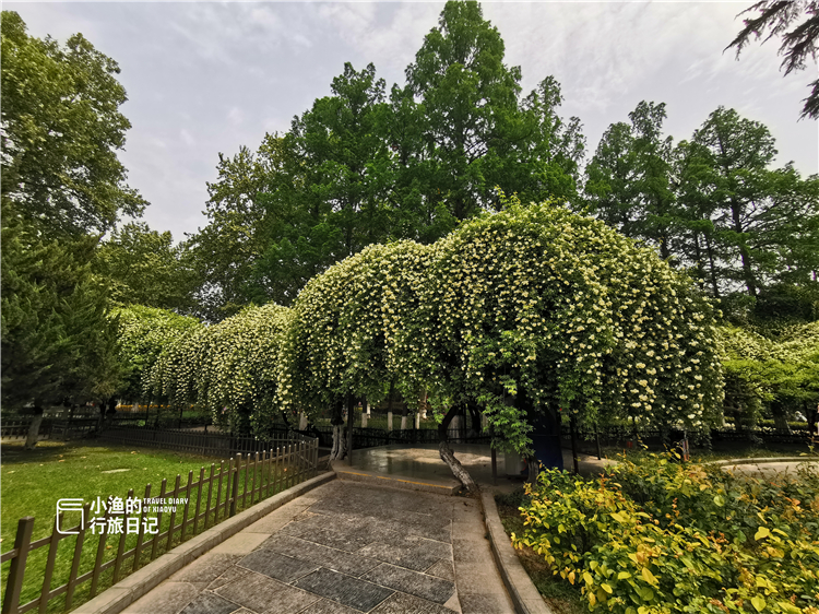 「西安」美翻了！西安网红“花海瀑布”梦幻来袭！景美还免费