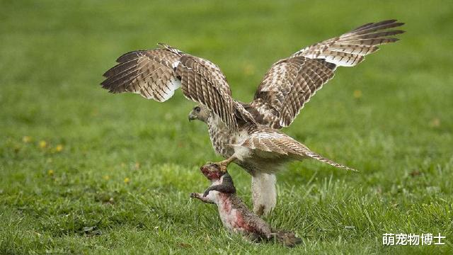 大象|自然界的绿巨人：世界上力量最强的10种动物