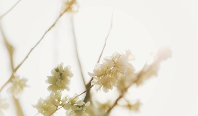 巨蟹座|八月,桃花寻觅,柔和似水,三星座偶遇终身伴侣,一往情深难自拔