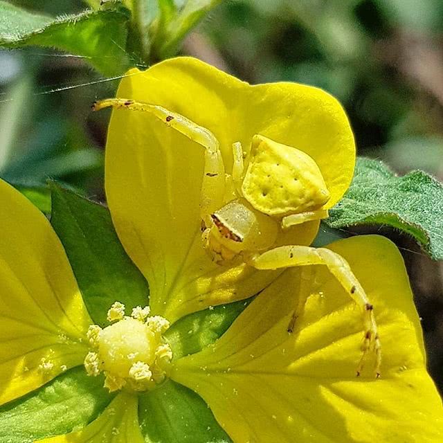 #蜘蛛#诡异的生物护卵行为，你知道几个