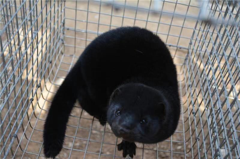 水貂|重磅消息！这一动物身上发现变异病毒，已传染人类，该国全面捕杀