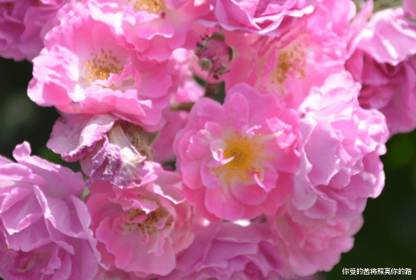 #吉星#6月中旬，吉星照耀，4属相霉运走财气来，大吉大利走大运