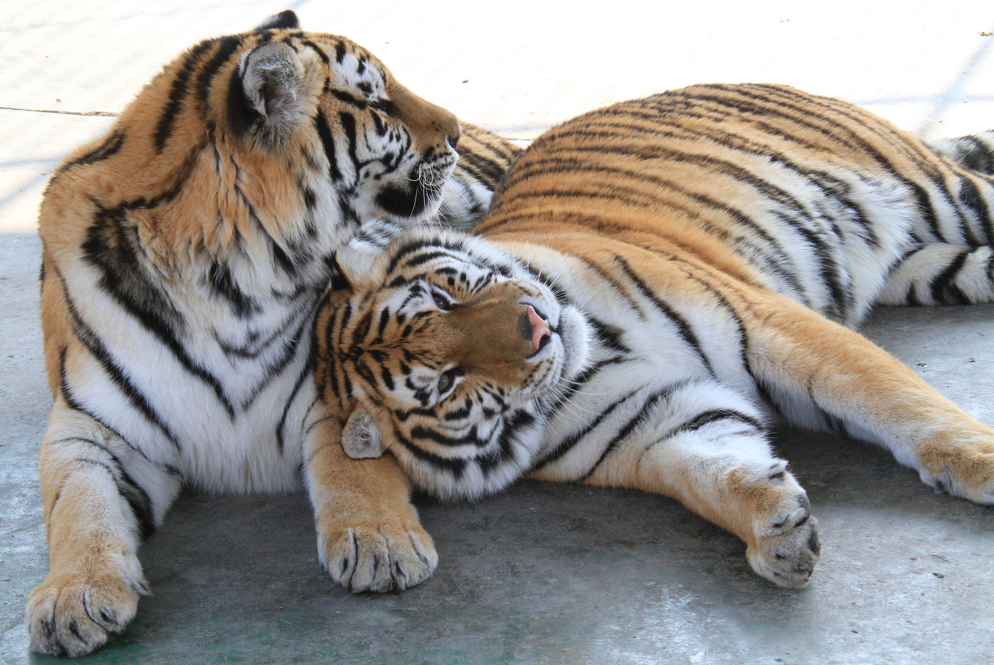 后代|为什么大多数动物都有发情期，唯独人类没有？原因其实很易懂