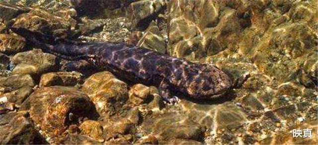 映真|我国的\＂保护动物\＂，为何在湖南成了下酒菜？当地人：合法的