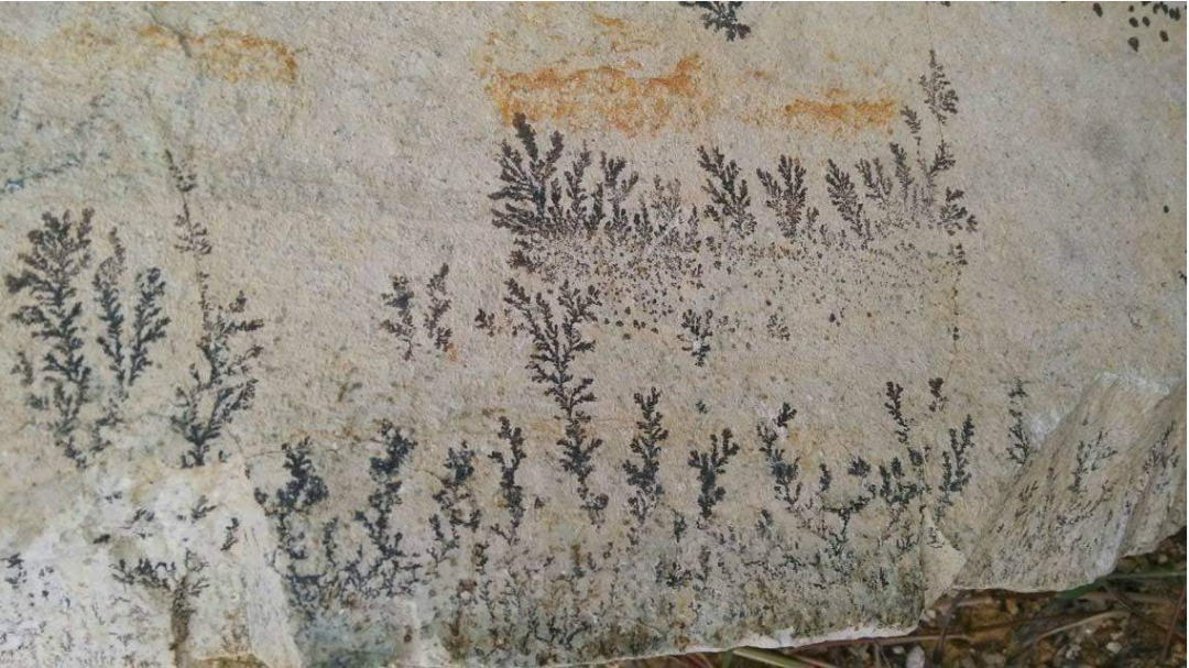 三星堆|最古老的森林被发现,年龄高达3.71亿岁,其刷新我国纪录