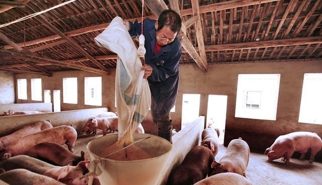 猪肉|猪肉价格飙涨，他们竟说与自己都无关，原来它才是主谋！