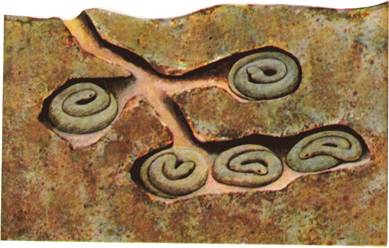 |熊的冬眠和蛇有什么不同？如果叫醒正在冬眠的它们，会怎么样？