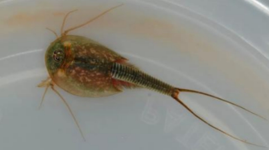 恐龙|活了2亿年的生物，逃过了5次大灭绝，最后却被人类用来喂鸡