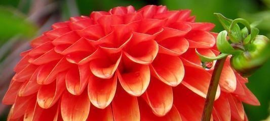 白羊座@磨难越多,越有出息的星座,潜力大,聪慧机智,坚韧勇敢