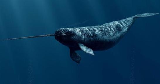 「」自然界的冷知识你知道几个?什么只能活一天?什么出生就能走路