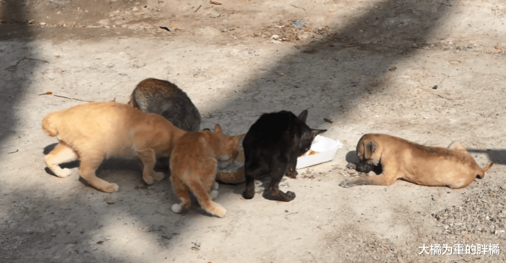 小狗与5只小猫住在婆婆家，却不受大橘猫待见，它反倒最先被带走
