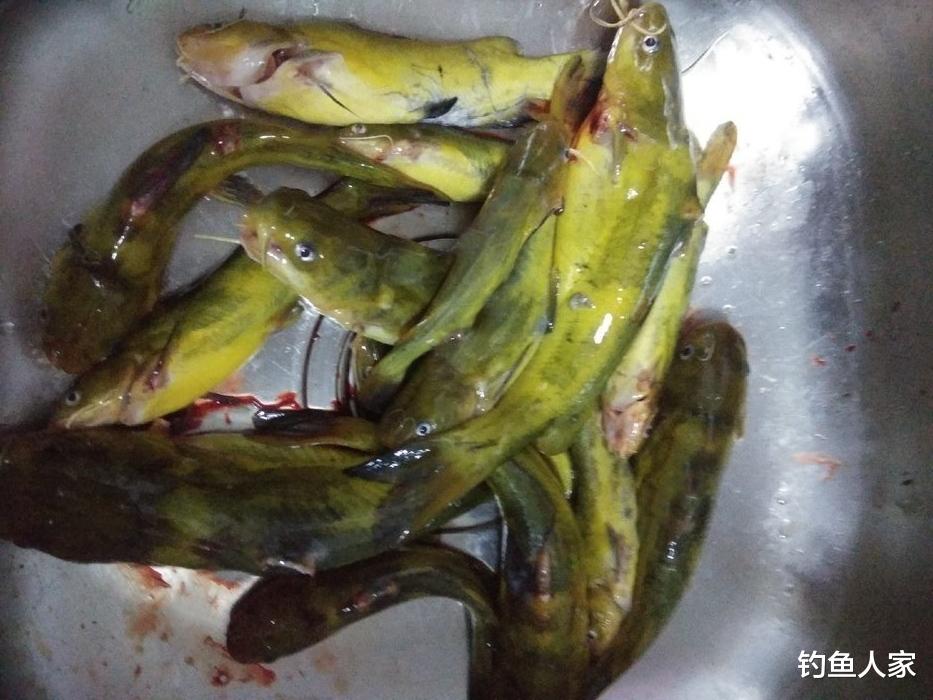 ##垂钓黄颡鱼，用女士丝袜打窝诱鱼，是利用蚯蚓的腥味来诱鱼入窝