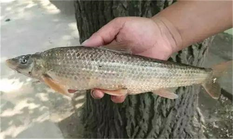 |我国“最惨”的鱼,因味道太好被吃到濒危,价格飙升至180元一斤