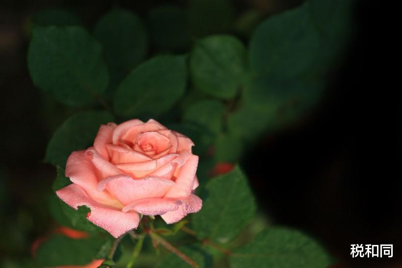 「生肖」最近十天，喜鹊叫，3生肖不为财发愁，好运连连，接“大喜”步步高升