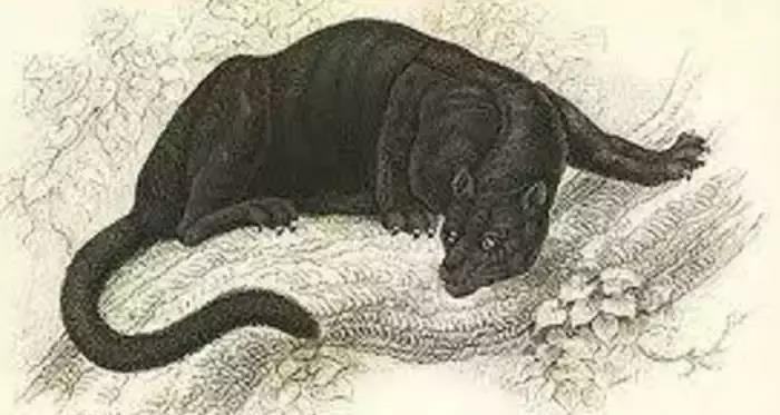 『』5种世界上最“诡异”的神秘生物, 最后一种已证实存在, 非常可怕!