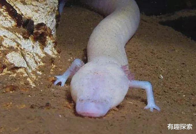 树懒|世界最像龙的生物竟是全球第一懒,12.5年繁殖一次,10年一动不动