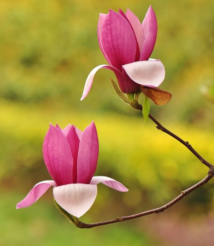 生肖|8月份，4属相好运连连，财源广进，万事如意，成就一番事业