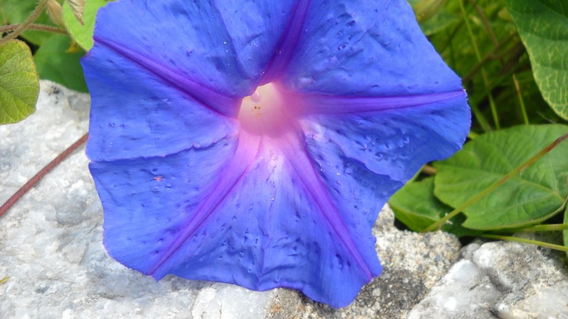 生肖▲7月下旬期间，旧爱来袭，续写前缘，甜甜蜜蜜的四大生肖