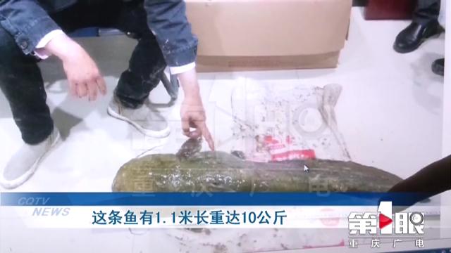 非法捕捞|江北警方：打击非法捕捞 保护生态发展