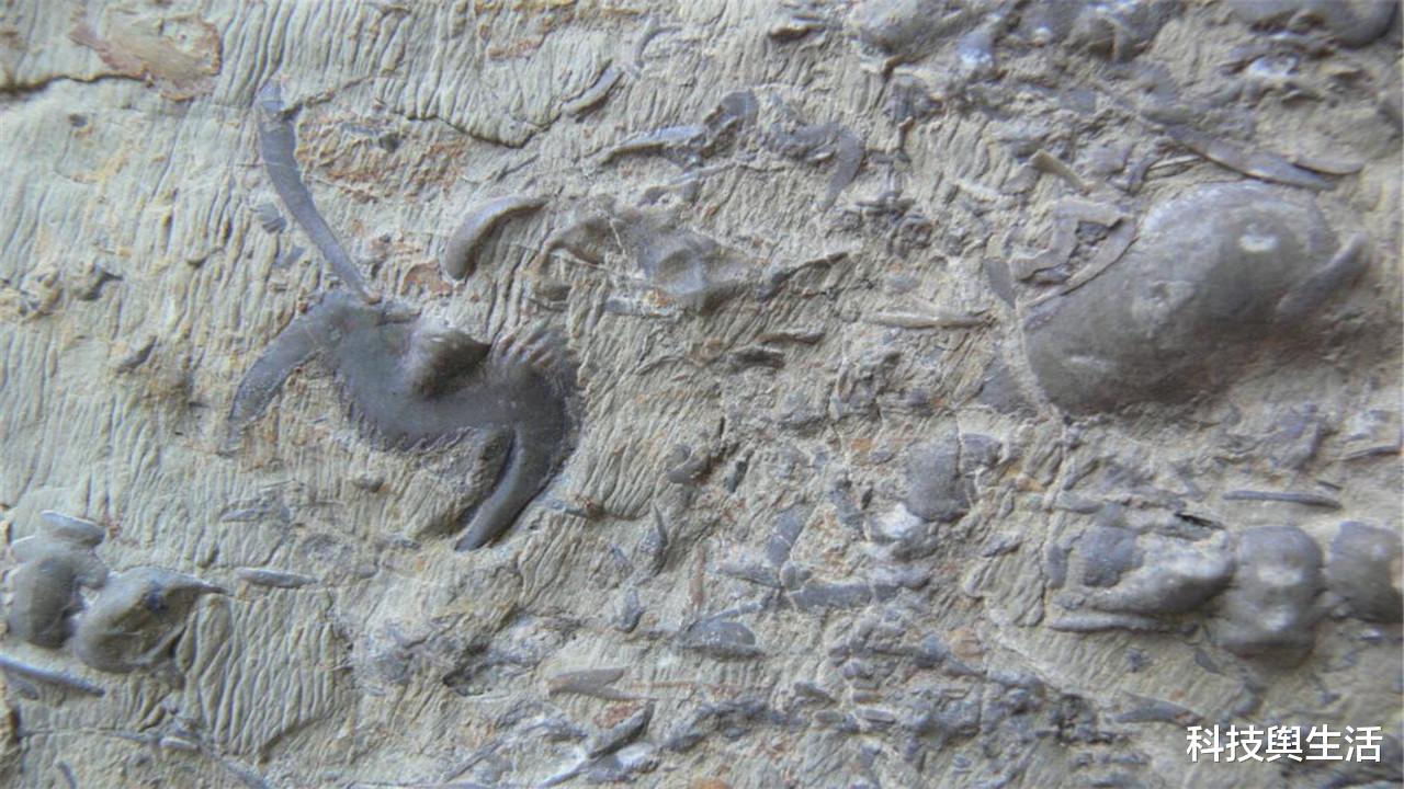 化石|数亿年前的化石上,出现不该存在的东西,人类或该提高警惕!