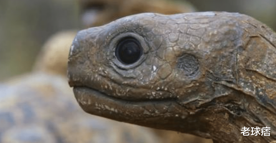 【科学家】为了永生，一个注射340万年前的细菌，一个注射乌龟血液，最后谁成功了？