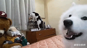 猫咪在乱翻东西，萨摩耶不停对主人叫，猫：谁是老大你不知道吗？