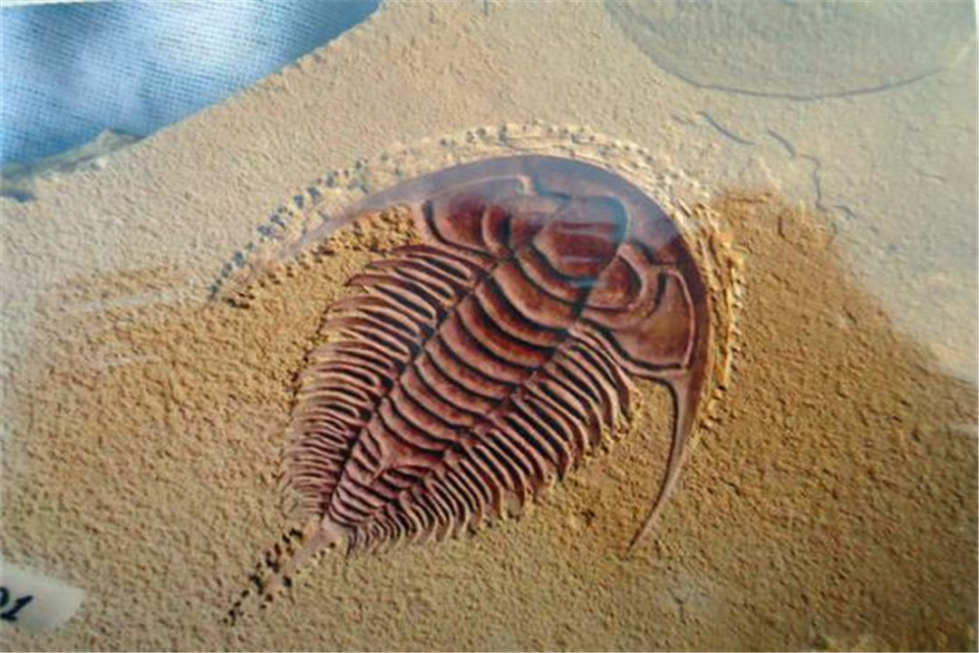 化石|5亿年前的化石上，发现了“人类”留下的痕迹，这个“人”是谁？