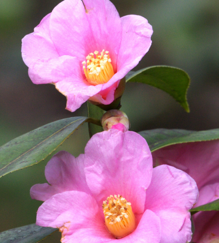 [十二星座]下周幸运降临，4属相迎来光明前景，事业红红火火，发展越来越好