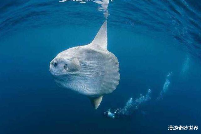 沙币是一种动物?20个沙雕生物名称,科学家们太不正经了!